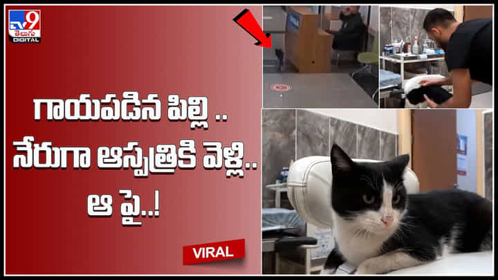 cat hospital: గాయపడిన పిల్లి.. నేరుగా ఆస్పత్రికి వెళ్లి.. ఆపై.. నెట్టింట వైరల్ అవుతున్న వీడియో. cat hospital: గాయపడిన పిల్లి.. నేరుగా ఆస్పత్రికి వెళ్లి.. ఆపై.. నెట్టింట వైరల్ అవుతున్న వీడియో.