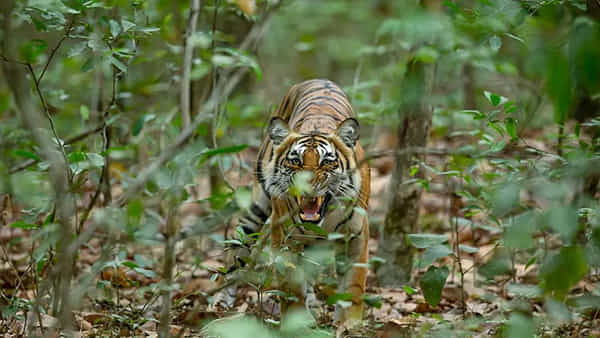 Tiger attack: మందుకొడుతున్న ఫ్రెండ్స్.. అకస్మాత్గా వచ్చిన పులి.. ఏం జరిగిందంటే..
