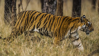 Telangana: ఆల్‌టైమ్ రికార్డ్ క్రియేట్ చేస్తున్న తెల్ల బంగారం ధర.. క్వింటాల్ పత్తి ధర ఎంతంటే..