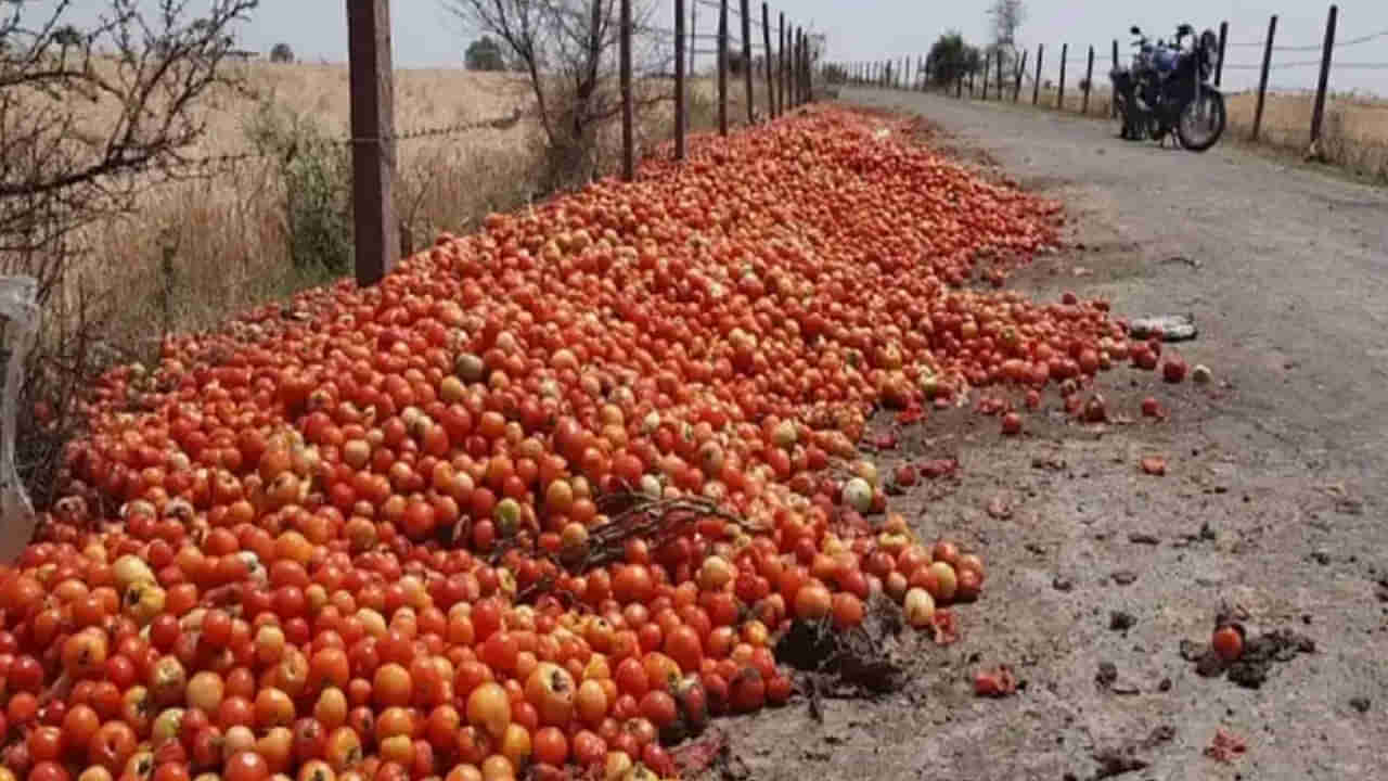 Tomato Price: కనీస మద్దతు ధర లేక కన్నీరు పెడుతోన్న టమాటా రైతు.. మార్కెట్ లో కిలో రూపాయి నుంచి రూ.3..