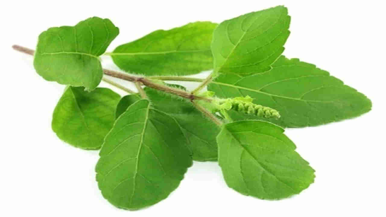 Tulsi Benefits: ఆరోగ్య తులసి.. రోజూ పరగడుపున నాలుగు ఆకులు తీసుకుంటే నమ్మలేనన్ని ప్రయోజనాలు..