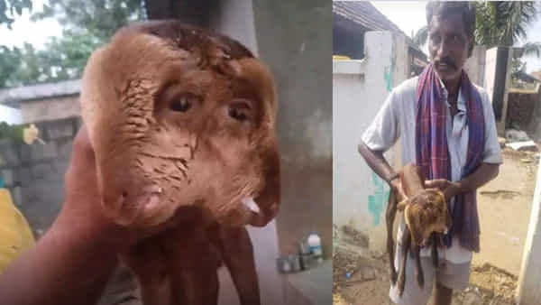 Andhrapradesh: కాకినాడలో వింత గొర్రె పిల్ల జననం .. చూసేందుకు బారులు తీరిన జనం..