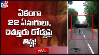 Puppies – Hen: కోడి పొత్తిళ్లలో ఆశ్రయం పొందిన కుక్క పిల్లలు.. షాకింగ్ వీడియో..!