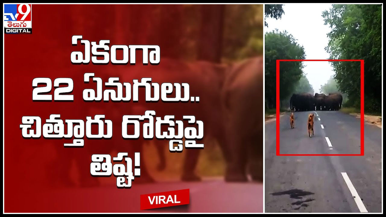 Elephants: హాయ్ ఫ్రెండ్స్.. ఊరికే అలా సరదాగా వచ్చాం.. డోంట్ డిస్టర్బ్. వైరల్ అవుతున్న ఏనుగు వీడియో. Elephants: హాయ్ ఫ్రెండ్స్.. ఊరికే అలా సరదాగా వచ్చాం.. డోంట్ డిస్టర్బ్. వైరల్ అవుతున్న ఏనుగు వీడియో.