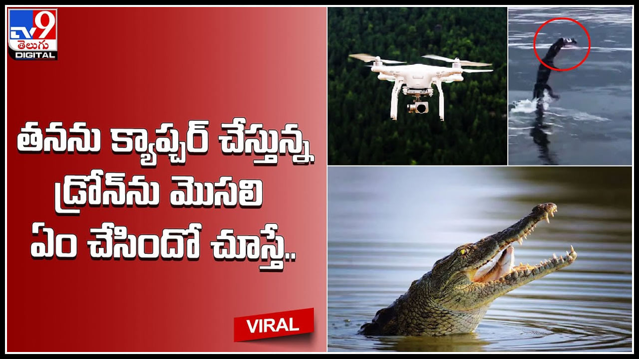 Crocodile-drone: అబ్భాబ్భా ఎం వీడియో గురు.. తనను క్యాప్చర్‌ చేస్తున్న డ్రోన్‌ను మొసలి ఏం చేసిందో చూస్తే..