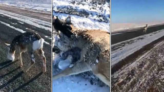 Watch Video: ఇదేం పిచ్చి..? మార్కెట్ మధ్యలో యువతి ‘భేషరమ్ రంగ్’ స్టెప్పులు.. వైరల్ అవుతున్న వీడియో..