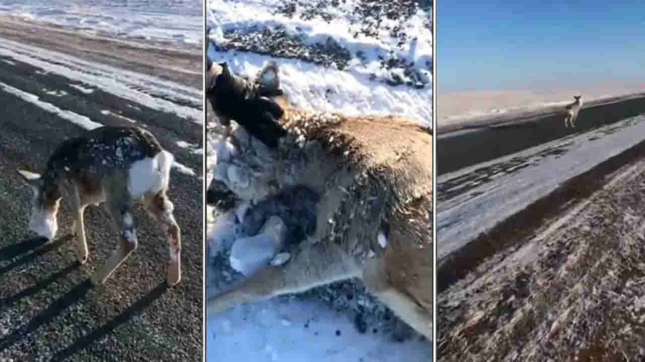 Viral Video: మంచు కారణంగా గడ్డ కట్టిన జింక ముఖం.. చివరికి ఏమయ్యిందంటే..?