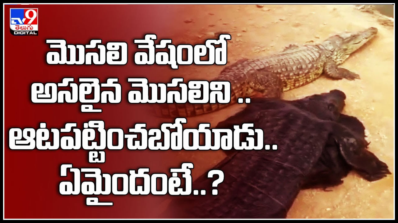 Crocodile Dressed: మొసలి వేషంలో, అసలైన మొసలిని .. ఆటపట్టించబోయాడు.. ఏమైందంటే..?