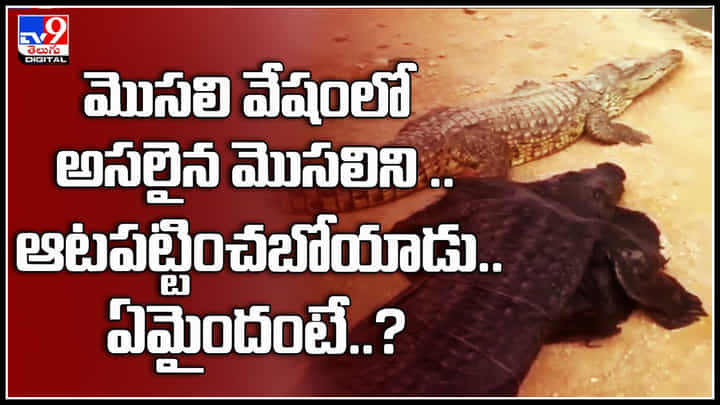 Crocodile Dressed: మొసలి వేషంలో, అసలైన మొసలిని .. ఆటపట్టించబోయాడు.. ఏమైందంటే..? Crocodile Dressed: మొసలి వేషంలో, అసలైన మొసలిని .. ఆటపట్టించబోయాడు.. ఏమైందంటే..?