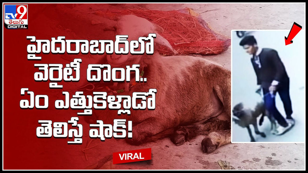 Stolen Sheep: హైదరాబాద్‌లో వెరైటీ దొంగ.. ఏం ఎత్తుకెళ్లాడో తెలిస్తే షాక్..!వైరల్ వీడియో..