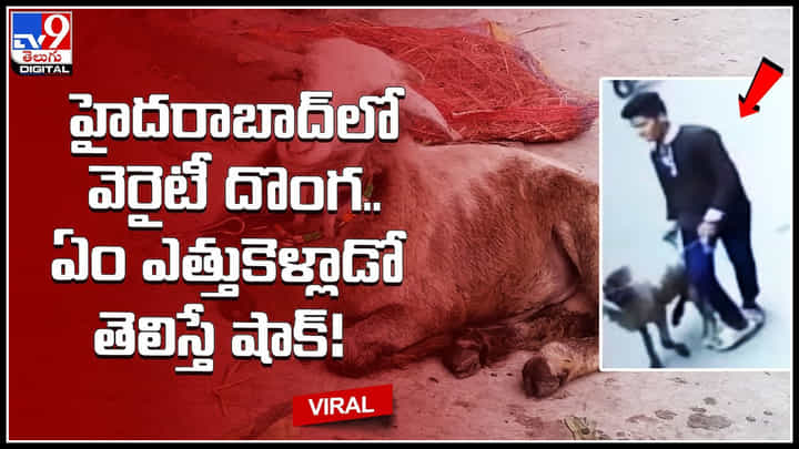 Stolen Sheep: హైదరాబాద్లో వెరైటీ దొంగ.. ఏం ఎత్తుకెళ్లాడో తెలిస్తే షాక్..!వైరల్ వీడియో.. Stolen Sheep: హైదరాబాద్లో వెరైటీ దొంగ.. ఏం ఎత్తుకెళ్లాడో తెలిస్తే షాక్..!వైరల్ వీడియో..