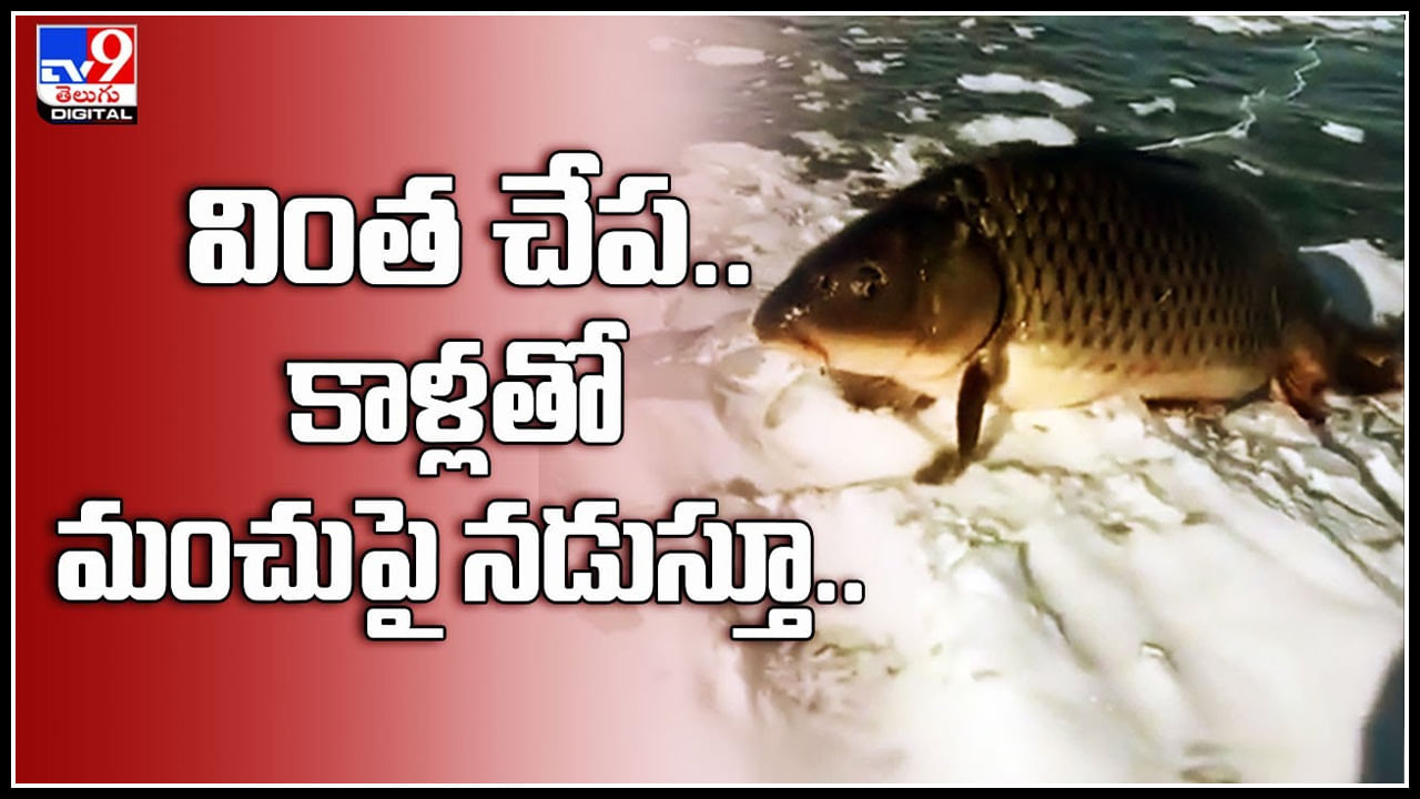 Mysterious Fish: వింత చేప.. కాళ్లతో మంచుపై నడుస్తూ.. చూస్తే మీరు కూడా ఆశ్చర్యపోతారు. వైరల్ వీడియో.