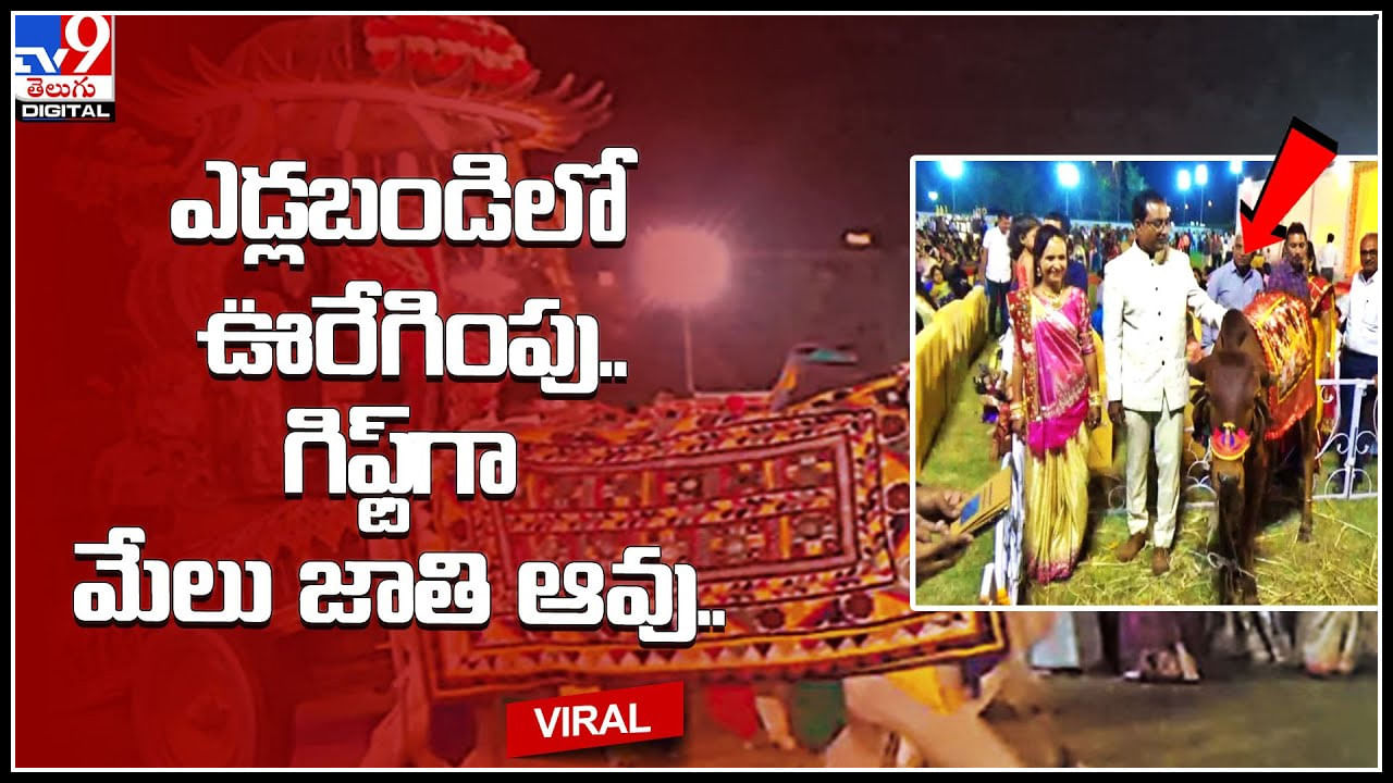 Eco-friendly wedding: రైతు వినూత్న ఆలోచన.. ఎడ్లబండిలో ఊరేగింపు.. గిఫ్ట్‌గా మేలు జాతి ఆవు..