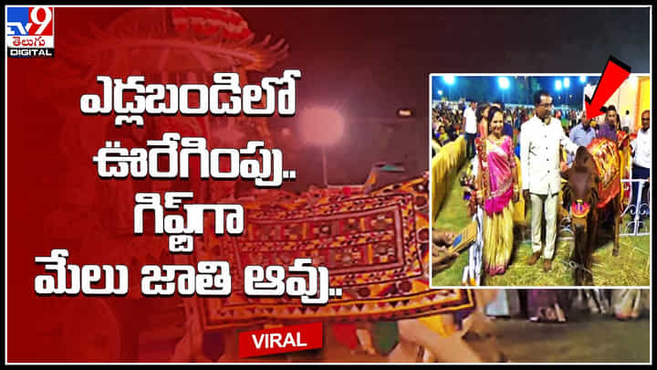 Eco-friendly wedding: రైతు వినూత్న ఆలోచన.. ఎడ్లబండిలో ఊరేగింపు.. గిఫ్ట్గా మేలు జాతి ఆవు.. Eco-friendly wedding: రైతు వినూత్న ఆలోచన.. ఎడ్లబండిలో ఊరేగింపు.. గిఫ్ట్గా మేలు జాతి ఆవు..