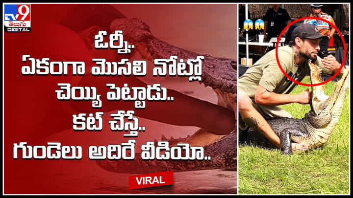 Man-Crocodile: ఓర్నీ.. ఏకంగా మొసలి నోట్లో చెయ్యి పెట్టాడు.. కట్ చేస్తే.. గుండెలు అదిరే వీడియో.. Man-Crocodile: ఓర్నీ.. ఏకంగా మొసలి నోట్లో చెయ్యి పెట్టాడు.. కట్ చేస్తే.. గుండెలు అదిరే వీడియో..