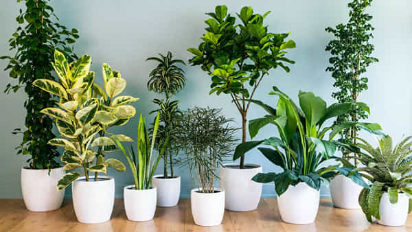 Vastu Tips: మీ ఇంట్లో తులసి, మనీ ప్లాంట్ ఏ దిక్కున పెట్టారో చూసుకోండి.. ఇలా ఉంటే వెంటనే మార్చేయండి..