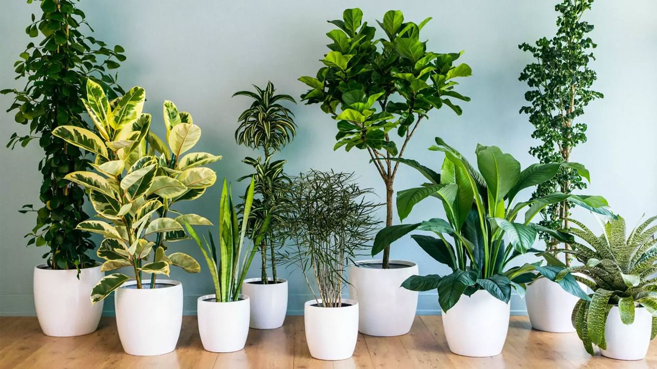 Air Purifier Plants: స్వచ్ఛమైన గాలిని పీల్చాలనుకుంటున్నారా..? అయితే ఈ మొక్కలను ఇంట్లో ఉంచితే సరి.. అవేమిటో తెలుసుకోండి..