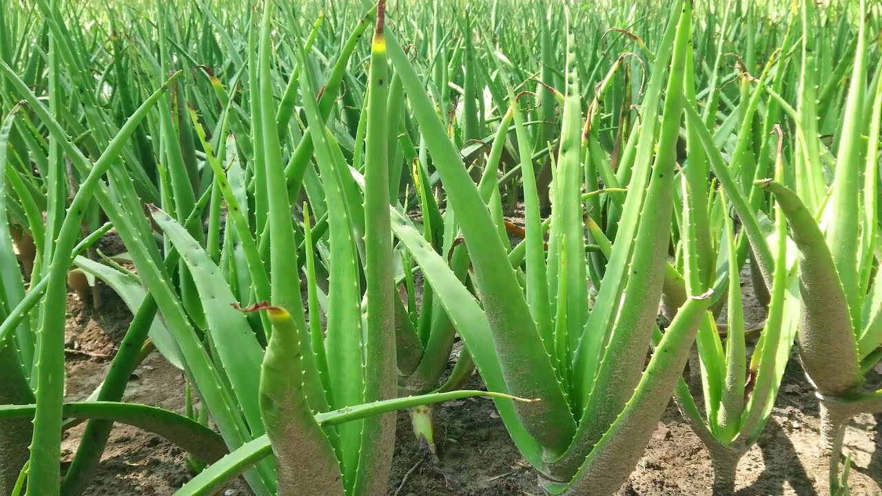 Aloe Vera Cultivation: కలబంద సాగుతో అద్భుతమైన రాబడి.. లక్షల్లో సంపాదన.. ఎలా సాగు చేయాలి?