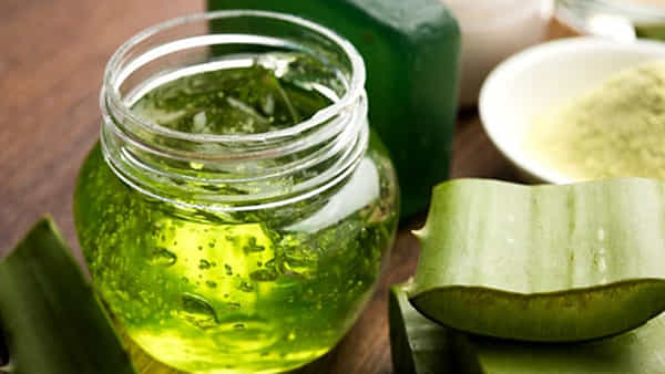 Aloe Vera Health Benefits: చలికాలంలో ఖాళీ కడుపుతో కలబంద రసం తాగితే కలిగే ఆరోగ్య ప్రయోజనాలు తెలుసా..?