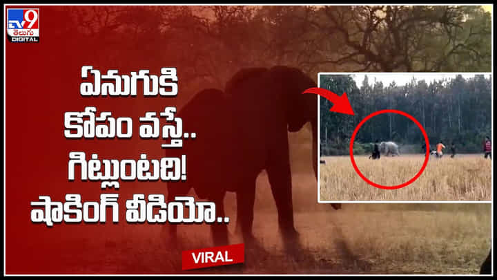 Elephant attack: ఏనుగుకి కోపం వస్తే.. గిట్లుంటది! షాకింగ్ వీడియో.. పాపం అవి మాత్రం ఎం చేస్తాయ్.. Elephant attack: ఏనుగుకి కోపం వస్తే.. గిట్లుంటది! షాకింగ్ వీడియో.. పాపం అవి మాత్రం ఎం చేస్తాయ్..