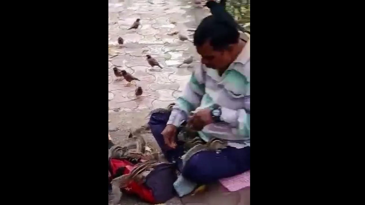 Viral Video: ఆయన కనిపిస్తే చాలు సంబరపడిపోతున్న పక్షులు, జంతువులు.. నిజమైన పక్షి రాజు వచ్చేశాడు..