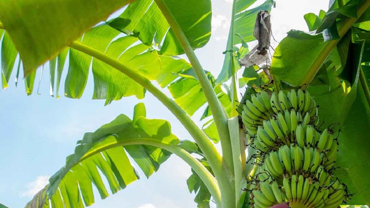 Banana Leaf Uses: అరటి ఆకులో ఎందుకు భోజనం చేస్తారో? తెలుసా? ఈ విషయాలు తెలిస్తే షాకవుతారు