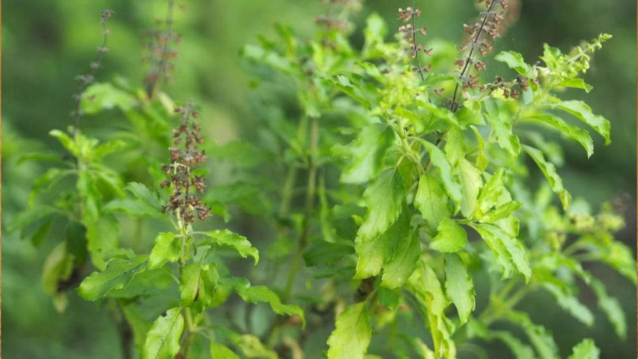 Tulasi Benefits: కరోనా కష్టకాలంలో ఎంతగానో ఉపయోగపడే ఈ దివ్యౌషధ మొక్క గురించి  మీకు తెలుసా..? తెలిస్తే ఆశ్యర్యపోవాల్సిందే..