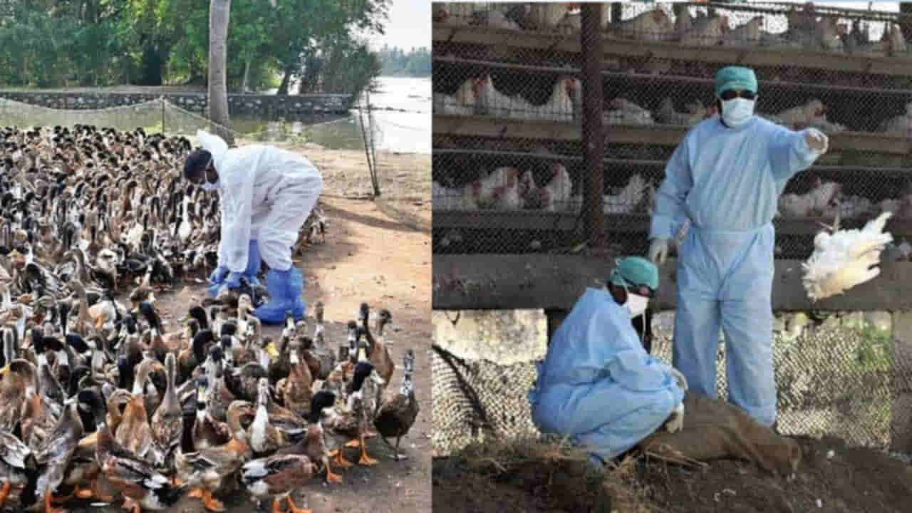 Bird Flu: కేరళా నుంచి మరో వైరస్ డేంజర్ బెల్స్.. బర్డ్ ఫ్లూ విధ్వంసం.. కొట్టాయంలో 6 వేల కోళ్లు చంపేసిన..