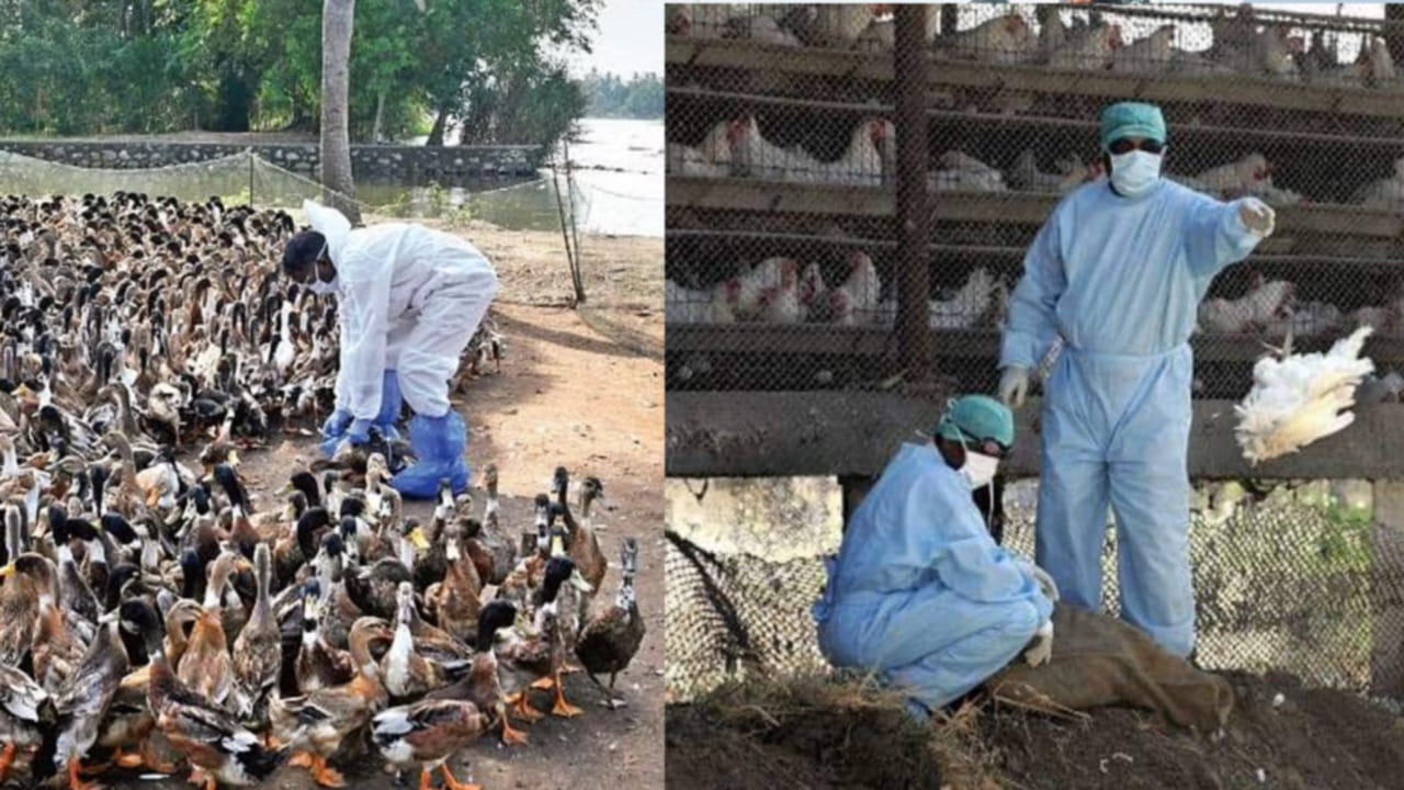Bird Flu: కేరళా నుంచి మరో వైరస్ డేంజర్ బెల్స్.. బర్డ్ ఫ్లూ విధ్వంసం.. కొట్టాయంలో 6 వేల కోళ్లు చంపేసిన..