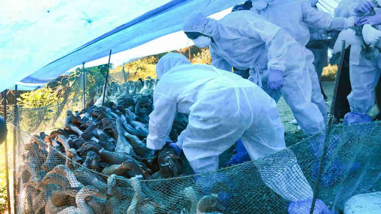 Bird flu: మళ్లీ కేరళలో బర్డ్ ఫ్లూ కలకలం.. 8 వేలకు పైగా కోళ్లు, బాతుల సహా పెంపుడు పక్షులను చంపాలని కలెక్టర్ ఆదేశం