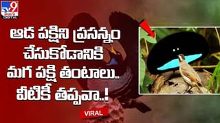 ఏరు దాటుతున్న ఏనుగుల గుంపుపై మొసలి దాడి.. సూపర్‌ షాకిచ్చిన ఏనుగు..