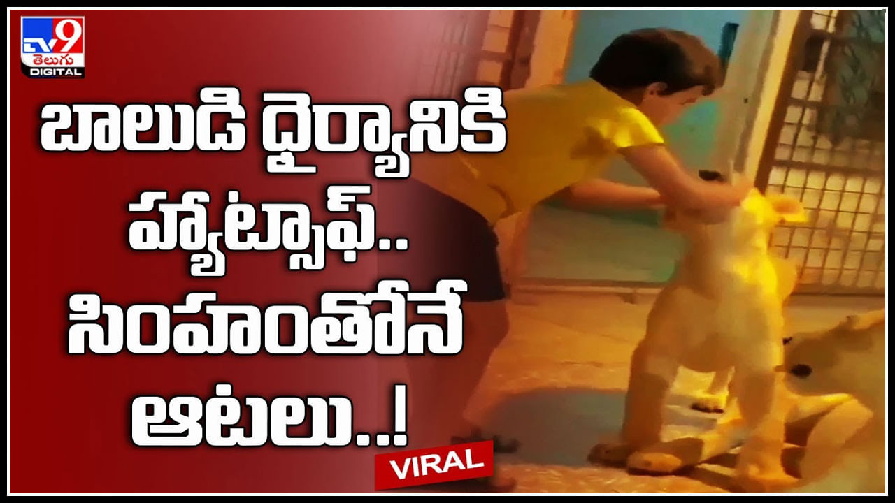Boy - Lions: బాలుడి ధైర్యానికి హ్యాట్సాఫ్‌.. సింహంతోనే ఆటలు..! ఫైర్ అవుతున్న నెటిజనం.. ఎందుకంటే.