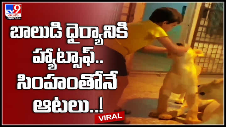 Boy - Lions: బాలుడి ధైర్యానికి హ్యాట్సాఫ్.. సింహంతోనే ఆటలు..! ఫైర్ అవుతున్న నెటిజనం.. ఎందుకంటే. Boy - Lions: బాలుడి ధైర్యానికి హ్యాట్సాఫ్.. సింహంతోనే ఆటలు..! ఫైర్ అవుతున్న నెటిజనం.. ఎందుకంటే.