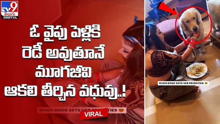 ఓ వైపు పెళ్లికి రెడీ అవుతూనే మూగజీవి ఆకలి తీర్చిన వధువు !! ఓ వైపు పెళ్లికి రెడీ అవుతూనే మూగజీవి ఆకలి తీర్చిన వధువు !!
