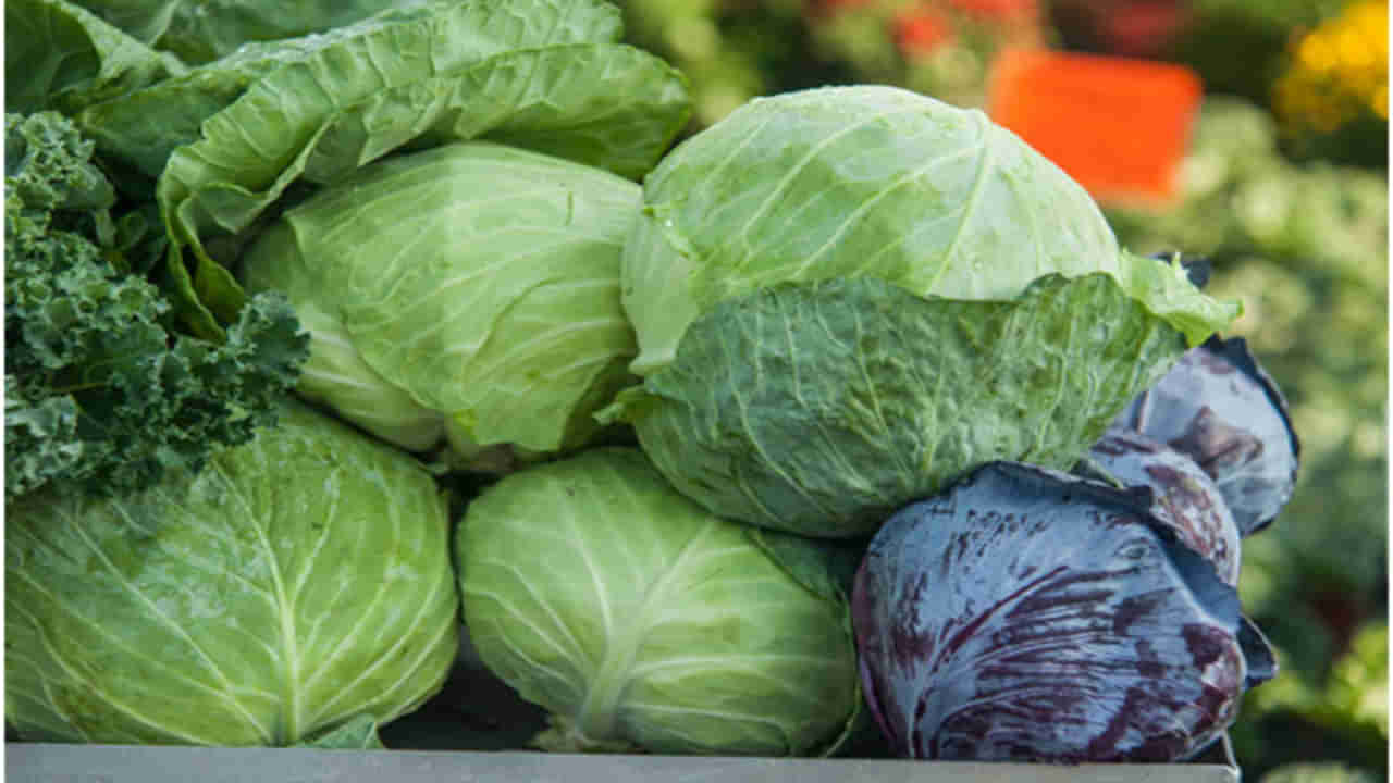 Cabbage Benefits: క్యాబేజీ తినడం వల్ల ఎన్ని ప్రయోజనాలో మీకు తెలుసా..? తెలిస్తే మీరు దానిని వదిలిపెట్టరంతే..