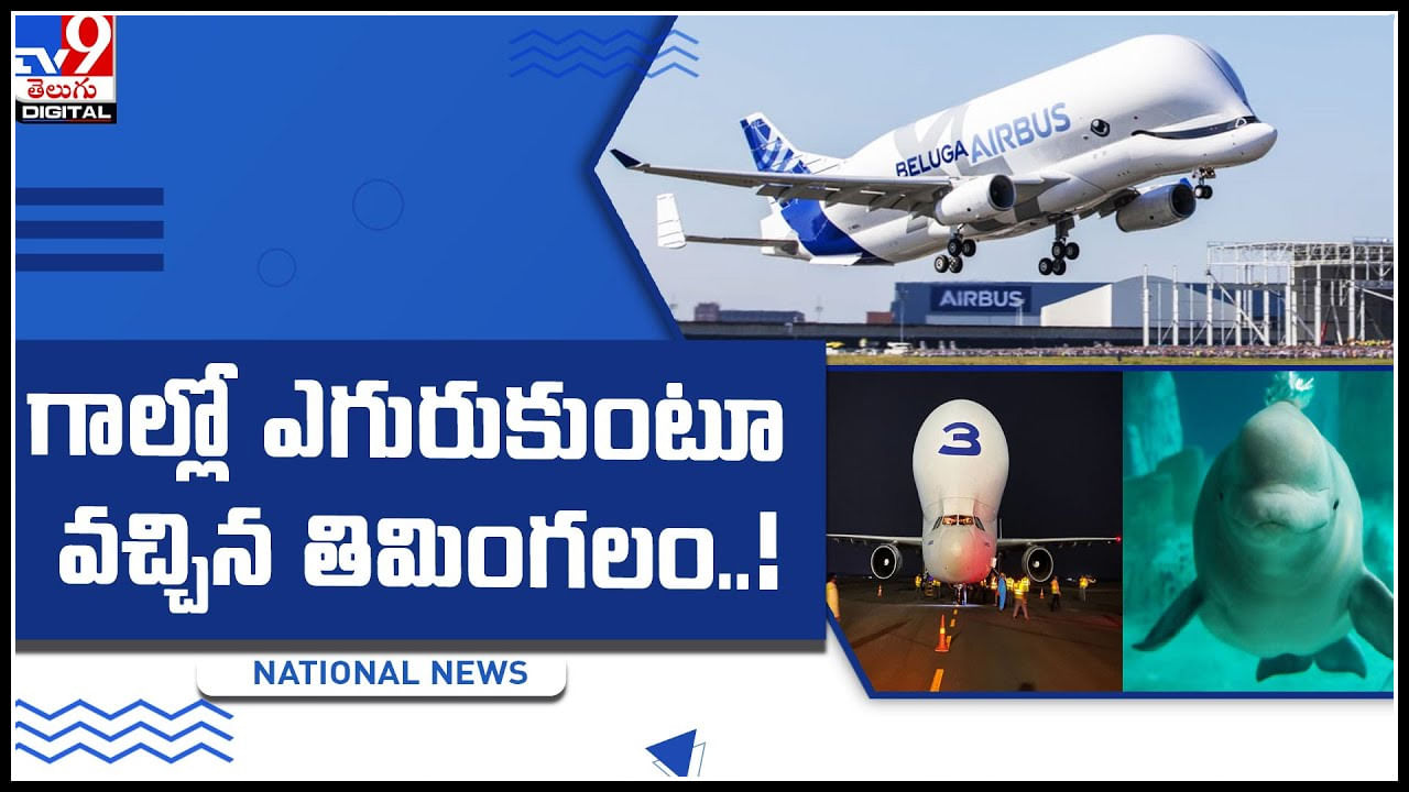Whale Flight: భాగ్యనగరానికి అరుదైన అతిథి.. గాల్లో ఎగురుకుంటూ వచ్చిన