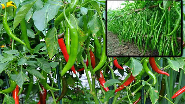 Ongole: అరె మిర్చి పంట భలే ఏపుగా పెరిగిందే అనుకునేరు.. లోపలికి వెళ్లి చూస్తే.. పోలీసులకే కళ్లు తిరిగాయ్