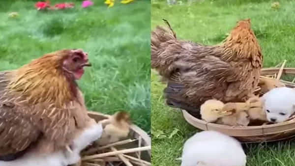 Viral Video: తల్లి కోడి పొత్తికడుపు కింద ఆశ్రయం పొందిన కుక్క పిల్లలు.. నెట్టింట వైరల్ అవుతున్న వీడియో..