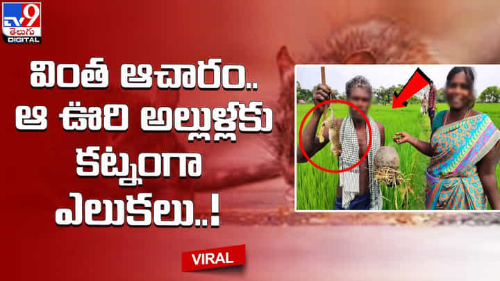 వింత ఆచారం.. ఆ ఊరి అల్లుళ్లకు కట్నంగా ఎలుకలు !! వింత ఆచారం.. ఆ ఊరి అల్లుళ్లకు కట్నంగా ఎలుకలు !!