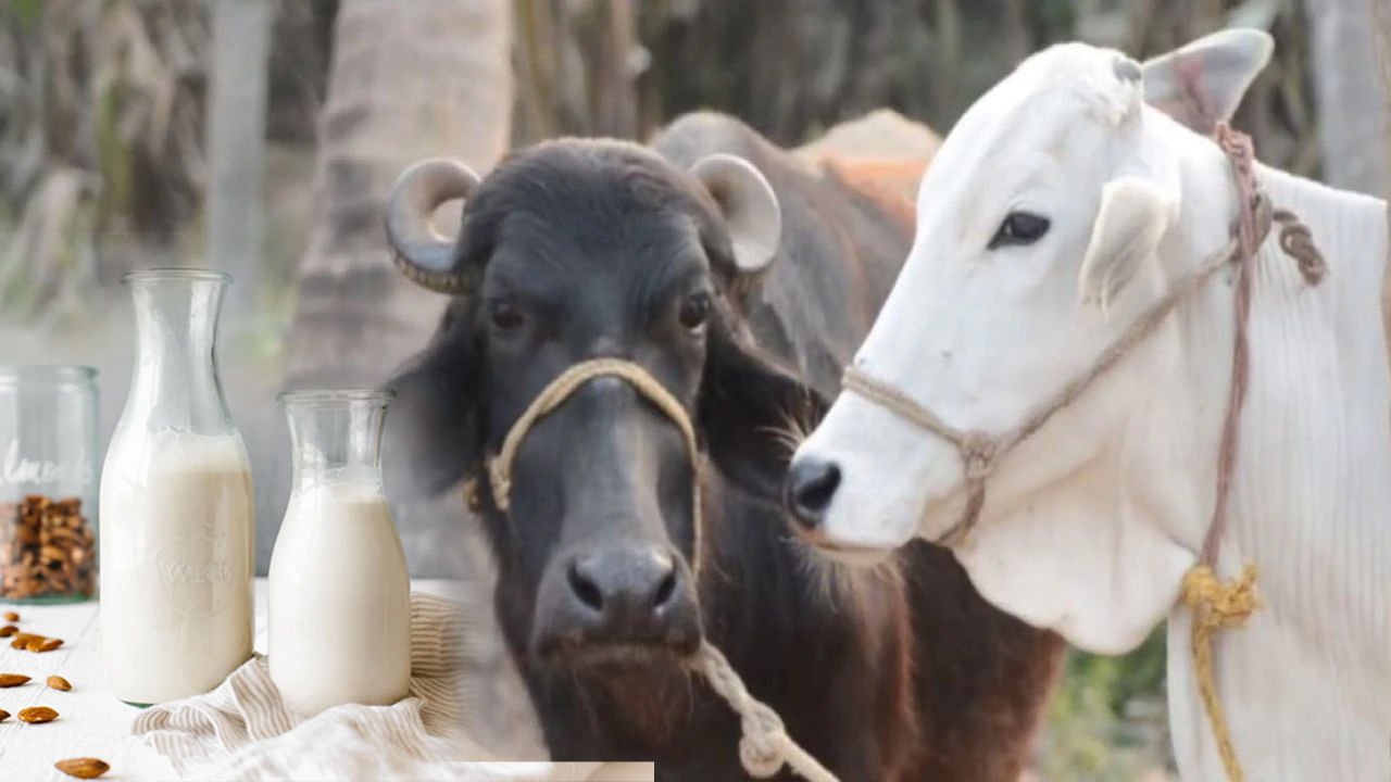 Cow-Buffalo Milk: ఆవు-గేదె పాలను గుర్తించడం ఎలా..? రెండింటి మధ్య వ్యత్యాయం ఏంటి? ఎలాంటి ప్రయోజనాలు