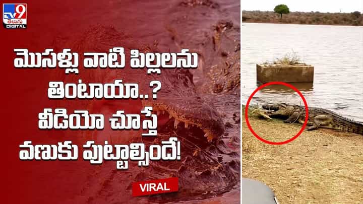 మొసళ్లు వాటి పిల్లలను తింటాయా ?? వీడియో చూస్తే వణుకు పుట్టాల్సిందే మొసళ్లు వాటి పిల్లలను తింటాయా ?? వీడియో చూస్తే వణుకు పుట్టాల్సిందే