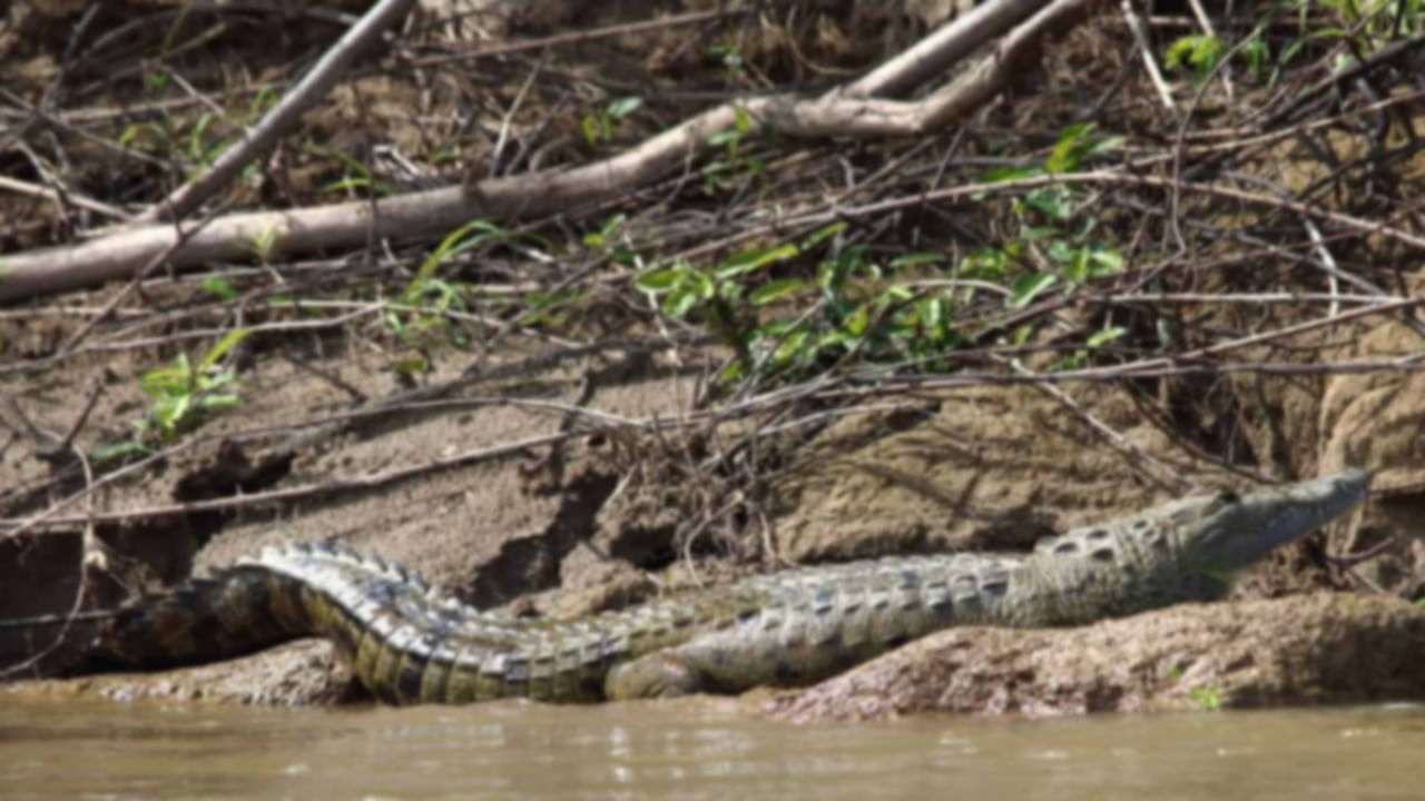 Crocodiles: హైదరాబాద్‌లోని మీరాలం చెరువులో మొసళ్ల సంచారం.. హడలెత్తిపోతున్న స్థానికులు