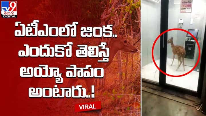 ఏటీఎంలో జింక.. ఎందుకో తెలిస్తే అయ్యో పాపం అంటారు ఏటీఎంలో జింక.. ఎందుకో తెలిస్తే అయ్యో పాపం అంటారు