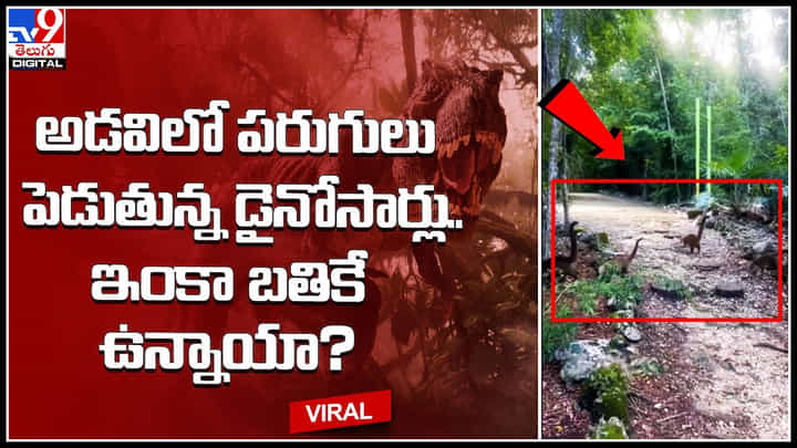 Dinosaurs in Jungle: అడవిలో పరుగులు పెడుతున్న డైనోసార్లు.. ఇంకా బతికే ఉన్నాయా..? Dinosaurs in Jungle: అడవిలో పరుగులు పెడుతున్న డైనోసార్లు.. ఇంకా బతికే ఉన్నాయా..?