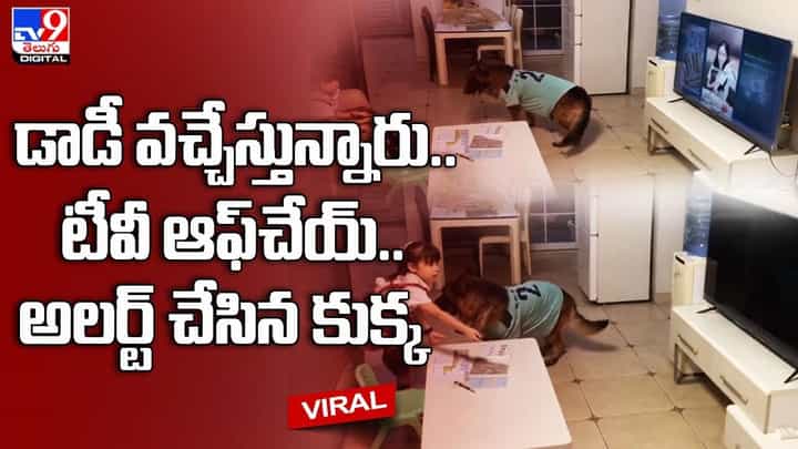 డాడీ వచ్చేస్తున్నారు.. టీవీ ఆఫ్చేయ్.. అలర్ట్ చేసిన కుక్క డాడీ వచ్చేస్తున్నారు.. టీవీ ఆఫ్చేయ్.. అలర్ట్ చేసిన కుక్క