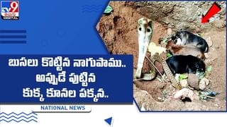 Penguin Viral Video: పెంగ్విన్‌తో ముచ్చ‌ట్లు పెట్టిన పెద్దావిడ.. నెటిజ‌న్లు ఫిదా చేస్తున్న వీడియో వైరల్‌..