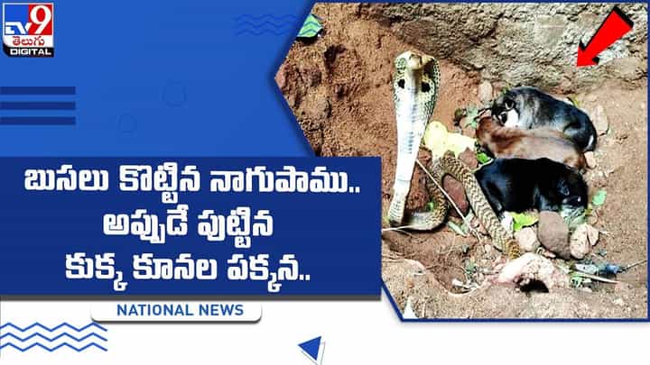 బుసలు కొట్టిన నాగుపాము.. అప్పుడే పుట్టిన కుక్క కూనల పక్కన.. బుసలు కొట్టిన నాగుపాము.. అప్పుడే పుట్టిన కుక్క కూనల పక్కన..