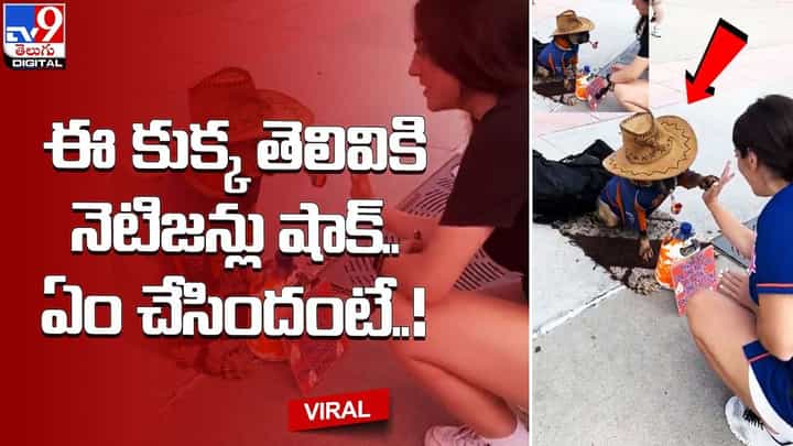 ఈ కుక్క తెలివికి నెటిజన్లు షాక్.. ఏం చేసిందంటే ?? ఈ కుక్క తెలివికి నెటిజన్లు షాక్.. ఏం చేసిందంటే ??