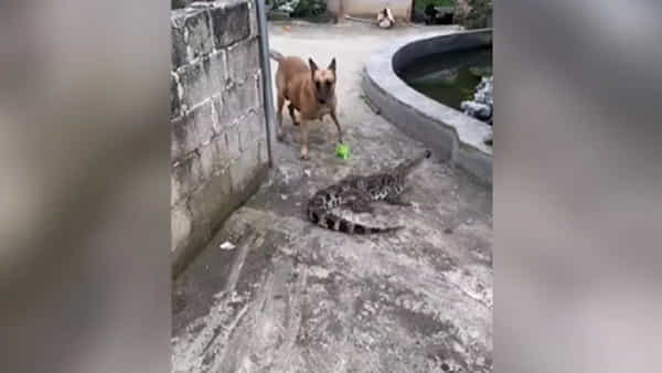 Viral Video: వామ్మో.. మొసలికే చుక్కలు చూపించిన శునకం.. పారిపోతున్నా వదల్లేదుగా.. నెట్టింట్లో వైరలవుతోన్న వీడియో