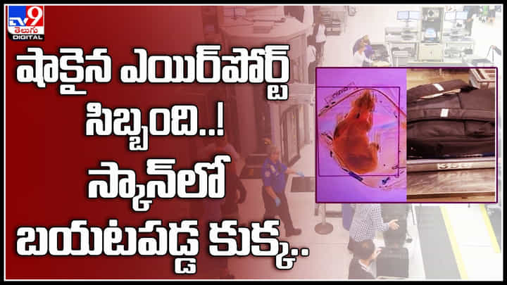 Dog in Bag: స్కాన్లో బయటపడ్డ బ్యాగ్లో కుక్క.. షాకైన ఎయిర్పోర్ట్ సిబ్బంది..! Dog in Bag: స్కాన్లో బయటపడ్డ బ్యాగ్లో కుక్క.. షాకైన ఎయిర్పోర్ట్ సిబ్బంది..!